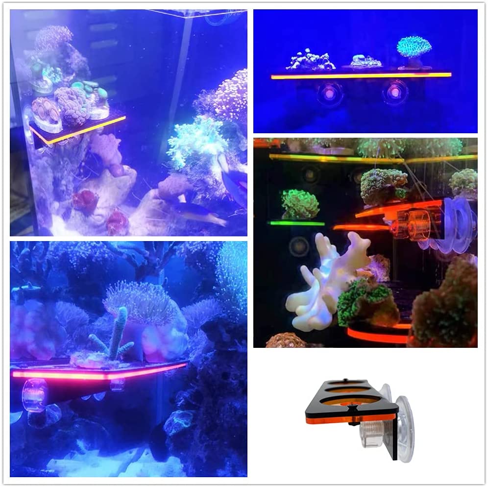 Braket penumbuh karang neon, r - Marine Aquarium Design ulasan dan harga